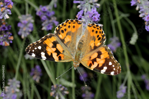 vanessa del cardo (Vanessa cardui)