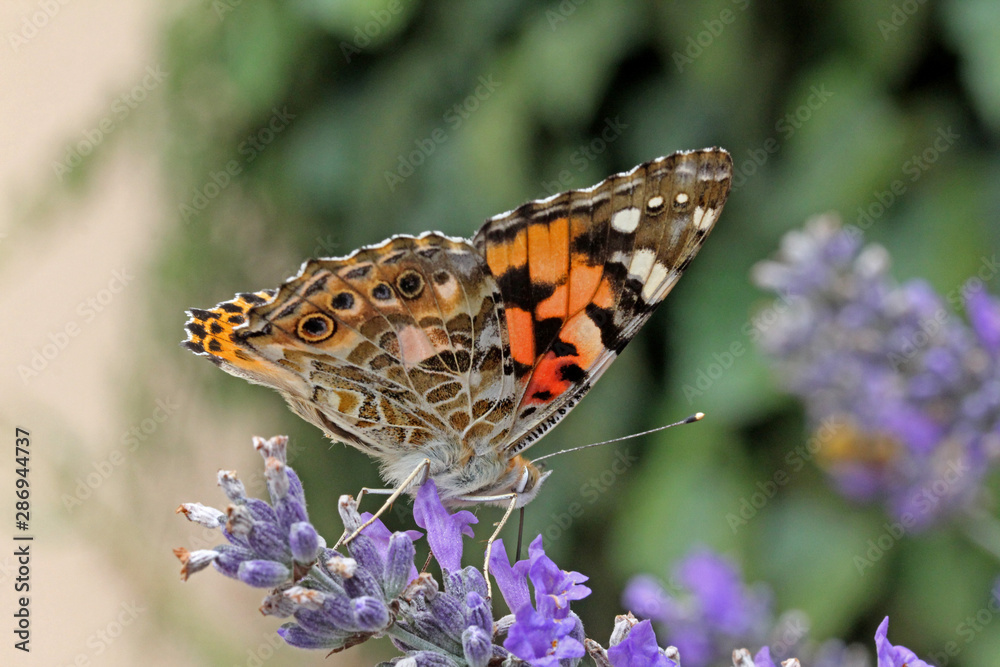 vanessa del cardo (Vanessa cardui)