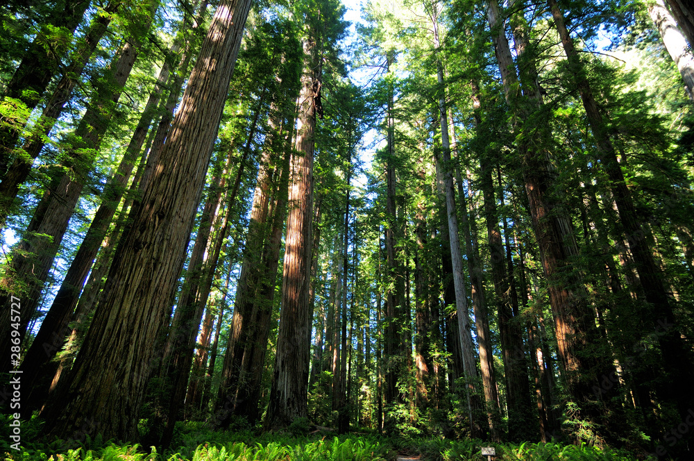 Fototapeta premium Coastal Redwood Trees