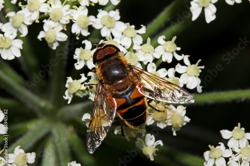 mosca floricola (Eristalomya tenax) photo