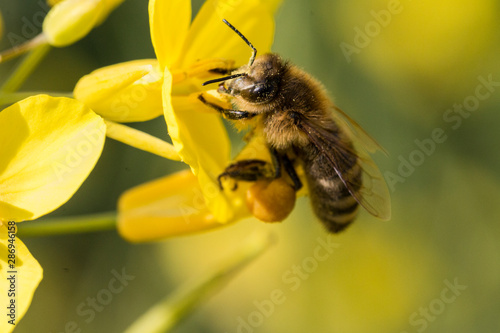 Honigbiene auf einer Rapsblüte © Lukas