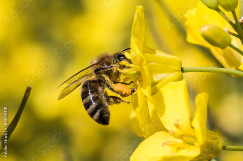 Honigbiene auf einer Rapsblüte