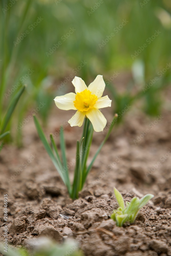 yellow single flower yellow single flower