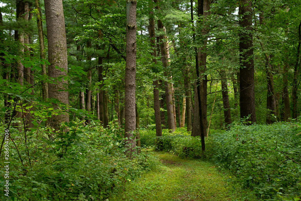 Trail through the forest