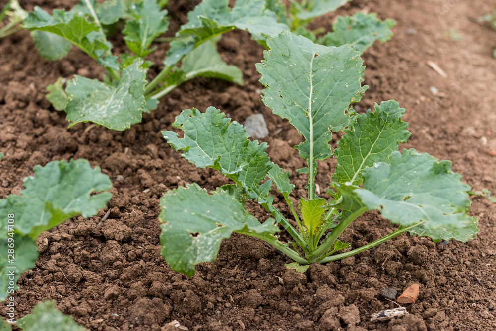 Ackersenf auf einem Veruchsacker