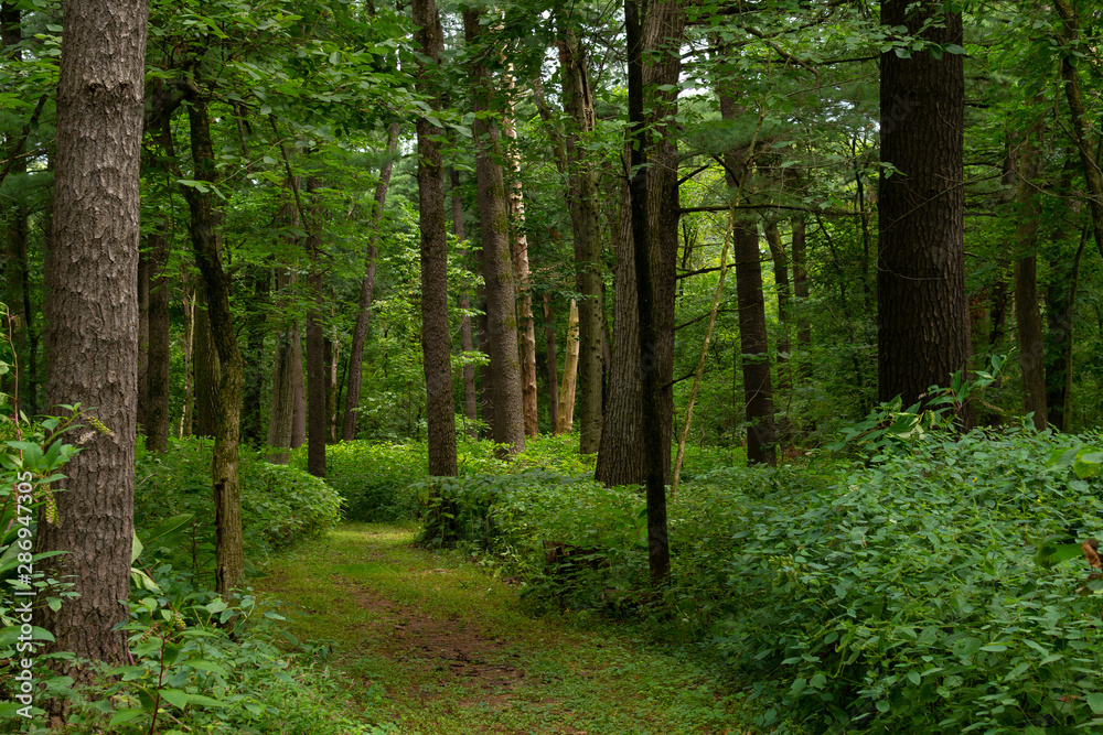 Obraz premium Trail through the forest