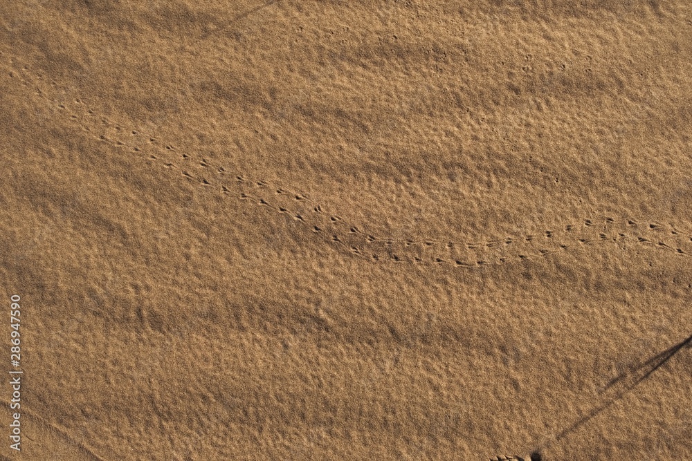 Close up of the desert sands in Mendoza, Argentina. A tiny insect trail can be seen. Close up of the desert sands in Mendoza, Argentina. A tiny insect trail can be seen.