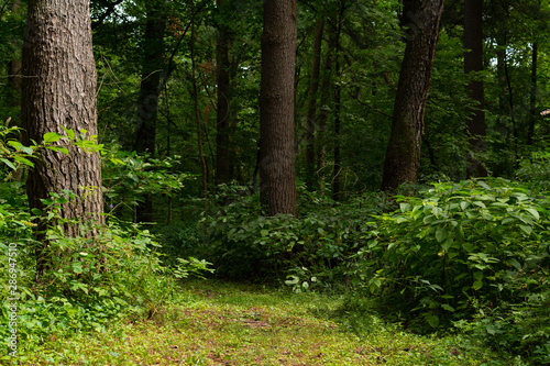 Trail through the forest