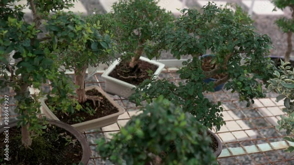Small bonsai trees grown at home in the greenhouse. Small plants took root well in the room Small bonsai trees grown at home in the greenhouse. Small plants took root well in the room