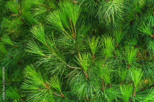 Branches with needles of Mediterranean pine