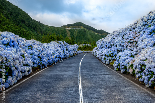 Azores, road with white and blue hydrangea flowers at the roadside at São Miguel, Açores, Portugal