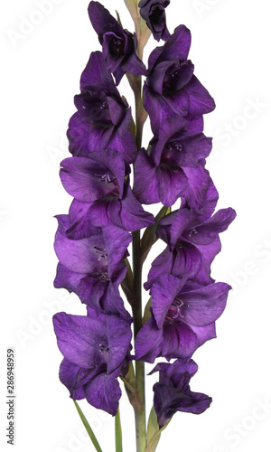 Fototapeta Naklejka Na Ścianę i Meble -  Dark purple gladiolus flower isolated on white background