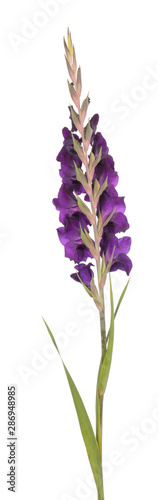 Fototapeta Naklejka Na Ścianę i Meble -  Dark purple gladiolus flower isolated on white background