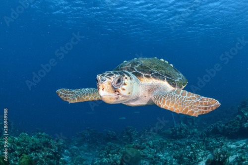 Old Loggerhead turtle with barnacles and blue background