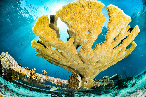 Yellow elkhorn coral with sunlight in the background photo