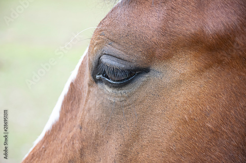 eye of horse