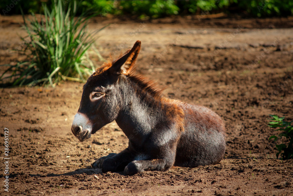 Fototapeta premium Close-up of a small donkey on a natural background, unrecognizable place