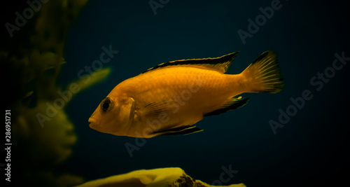 Yellow aquarium fish close-up in water on a blue background