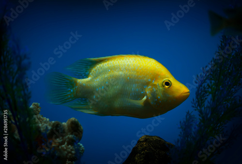 Yellow aquarium fish close-up in water on a blue background