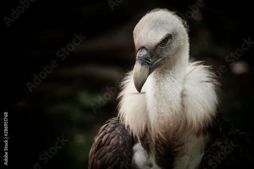 Eagles family vultures portrait on stone background. Close-up. Unrecognizable place. Selective focus © 5ph