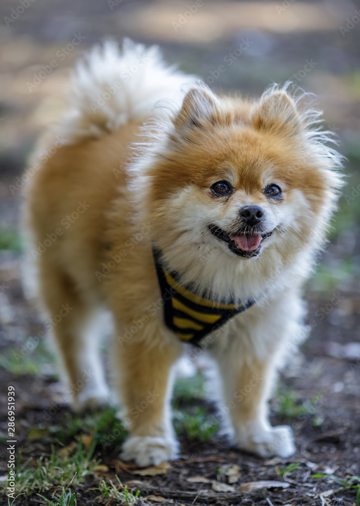 Off hotsell white pomeranian