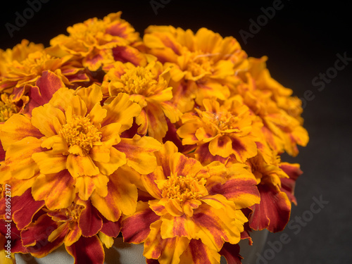 Marigolds lat. Tagétes.Beautiful blooming marigolds.Decorated with figures of garden fairy.On black background