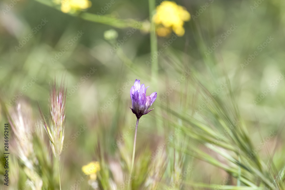 purple flower in field