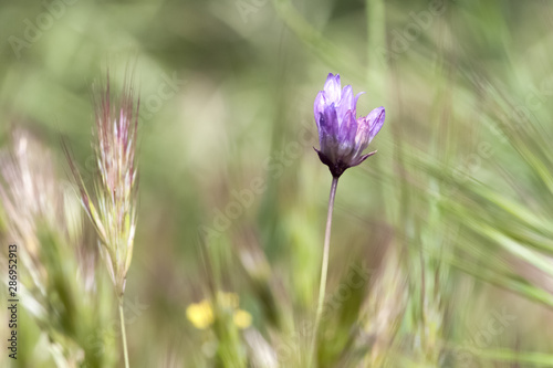 purple flower in a field