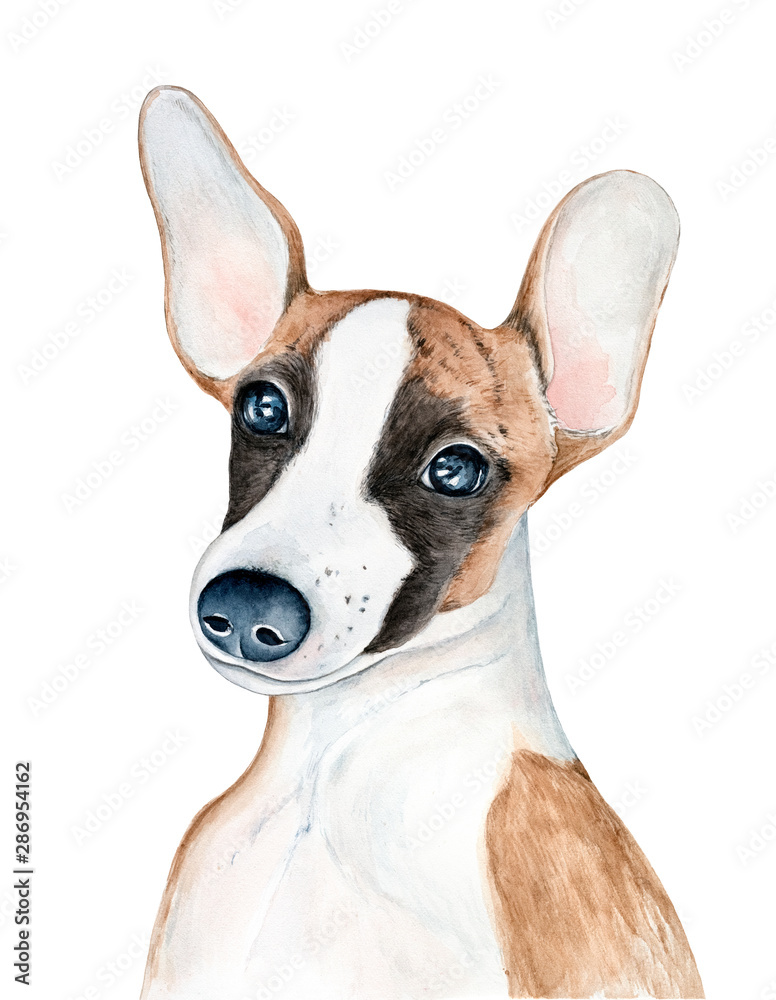 Whippet (snap dog) puppy character portrait with big funny ears. White and red brindle color with black mask. Handdrawn watercolour graphic painting, cut out element for design, print, poster, card.