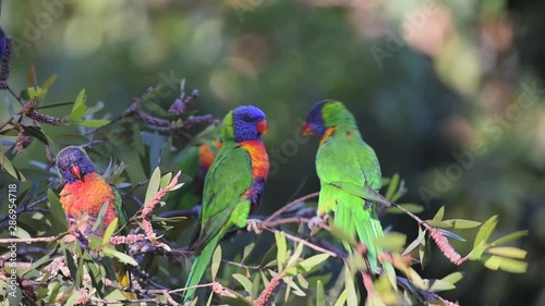 Wild rainbow lorikeets squabbling in a tree on the Gold Coast in Queensland, Australia. photo