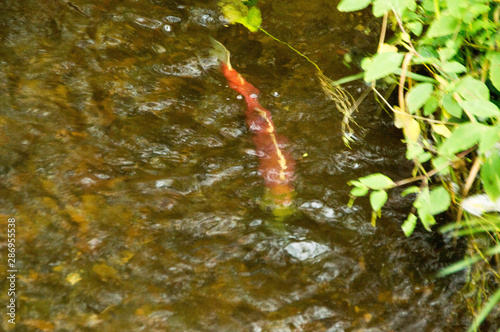 Sockeye and King Salmon come to spawn in Cottage Creek Washington every fall.