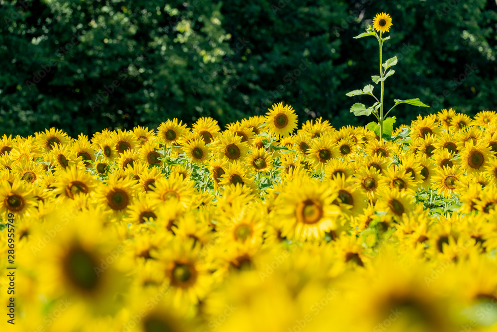 Obraz premium One lone sunflower standing out in a field of blooming flowers. Concept for standing out in a crowd