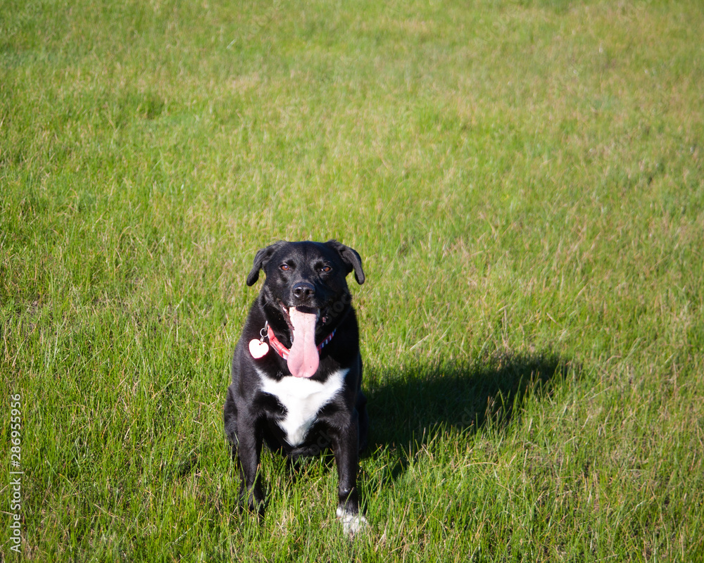 Black and white dog in outdoor park Black and white dog in outdoor park