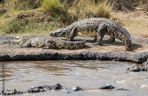 Nile Crocodile