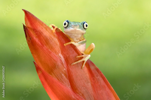 Cute Lemur Frog peering over rainforest plant