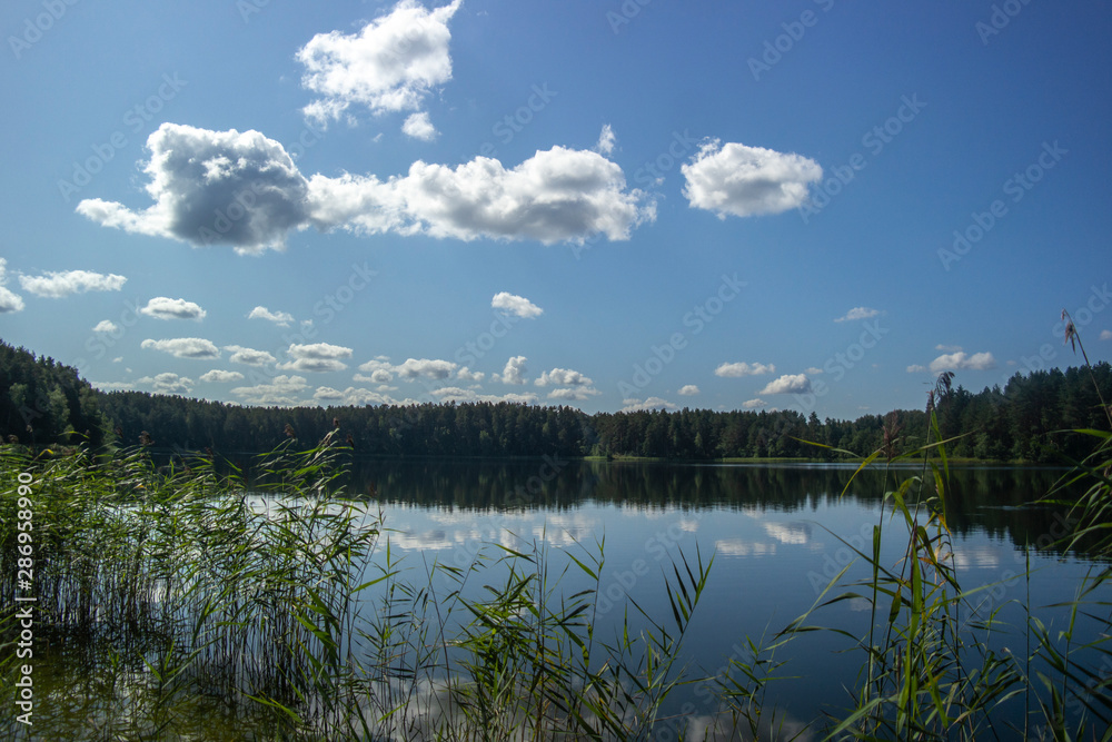 Green trees by the lake on a sunny day, with clouds on the sky