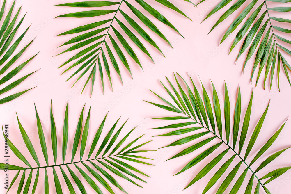 Texture tropical green palm leaves on pink background. Flat lay, top view Texture tropical green palm leaves on pink background. Flat lay, top view