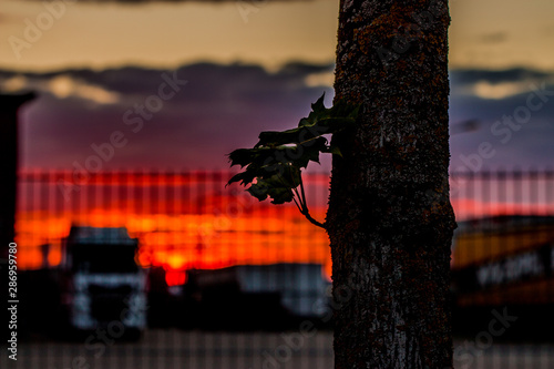 sunset