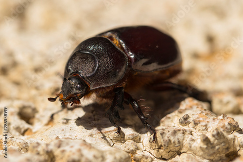 European rhinoceros beetle (Oryctes nasicornis) is a large flying beetle belonging to the subfamily Dynastinae. © Piotr