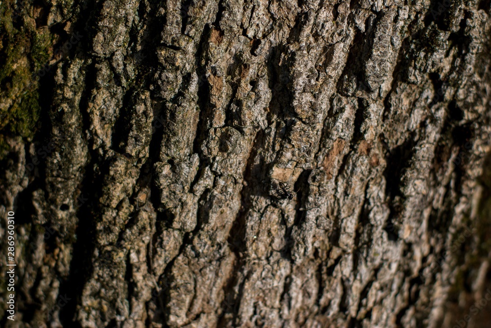 bark of a tree bark of a tree