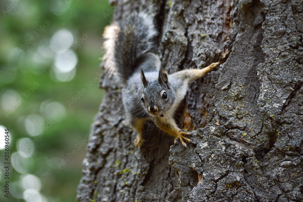squirrel on tree on sequoia national park squirrel on tree on sequoia national park