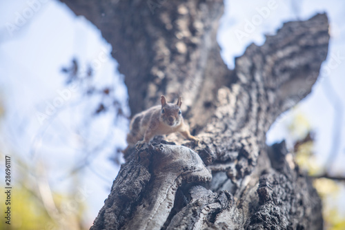  life of squirrels in the forest