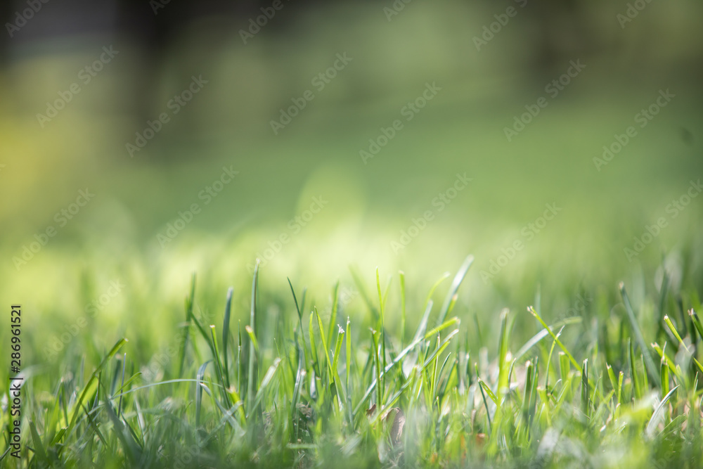 background images with natural grass photos background images with natural grass photos
