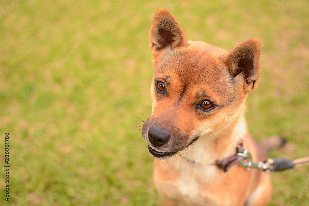 犬 犬