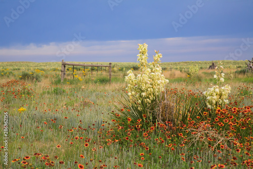 Prairie Bloom