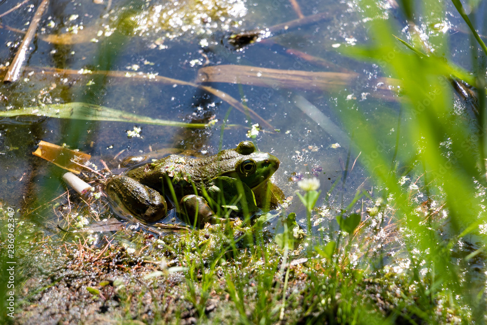 Naklejka premium A toad in a swamp