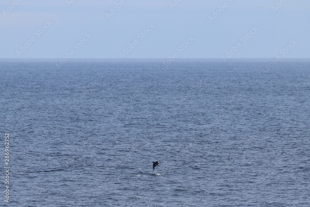 Dolphin jumping in the ocean. Pacific white-sided dolphin Lagenorhynchus obliquidens in natural habitat. Marine mammal in Norht Pacific ocean. Design template, background, copy space for text.