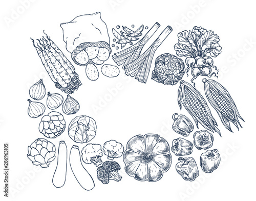 Fototapeta Naklejka Na Ścianę i Meble -  Farm vegetables on white background. Top view. Growing concept. Handdrawn. Organic fresh vegetables. Summer food. Vector illustration