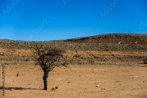 Foto tree in desert, photo as background