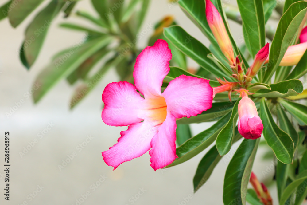 Desert Rose, or Azalea flowers beautiful pink flower in garden Desert Rose, or Azalea flowers beautiful pink flower in garden